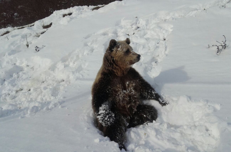 Медведь в сугробе. Бурый медведь в снегу. Мишка в сугробе. Медведь в снегу.