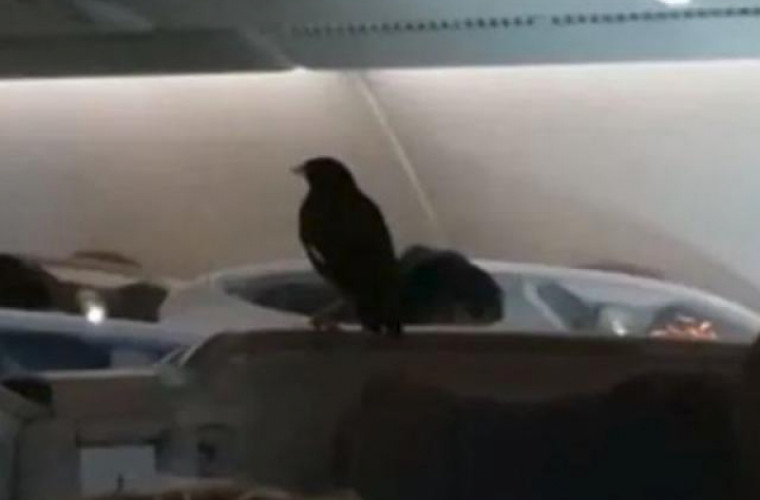 Momentul în care o pasăre zboară cu avionul între Singapore și Londra (VIDEO)