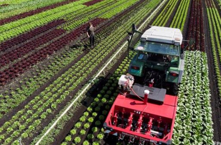 Un pesticid des folosit în agricultură cauzează cancer