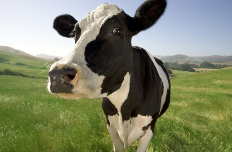 O vacă a fost salvată de la primejdie cu un elicopter (VIDEO)