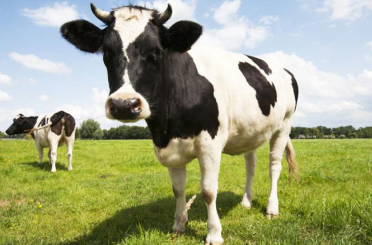 Țara în care vacile vor avea conectivitatea 5G înaintea oamenilor