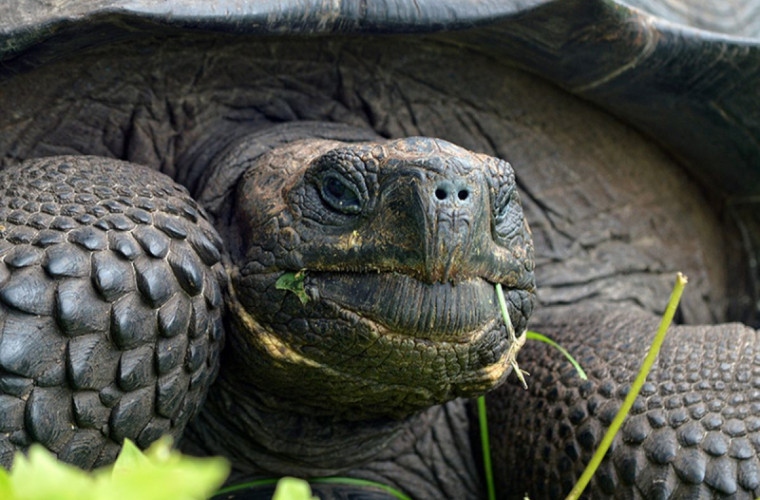 A murit una dintre cele mai rare țestoase din lume 