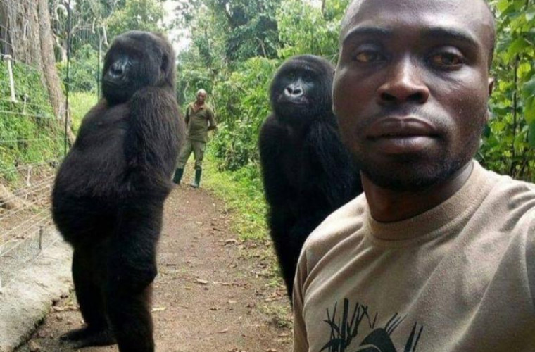 Selfie devenit viral: Două gorile pozează ca oamenii