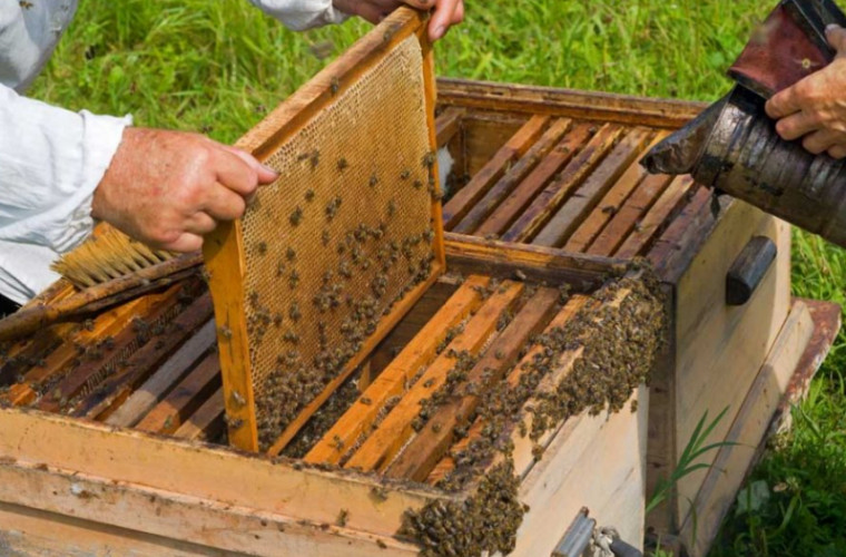 Situație alarmantă pentru apicultorii moldoveni