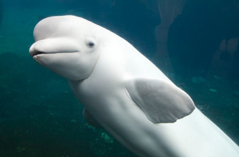 Fapta bună de laudă a unui delfin alb care i-a uimit pe toți (VIDEO)