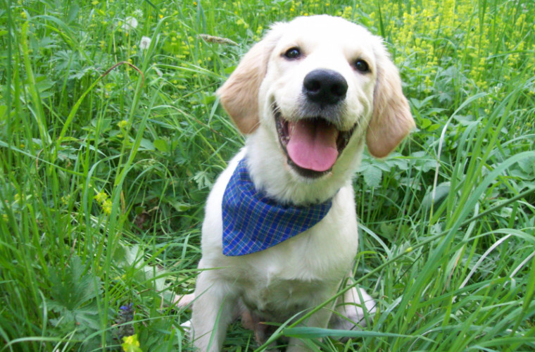 Умеют ли собаки улыбаться? Ответ ученых
