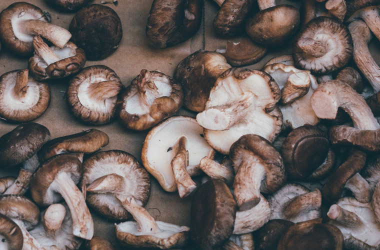 Medicii au numit beneficiile ciupercilor shiitake pentru sistemul imunitar