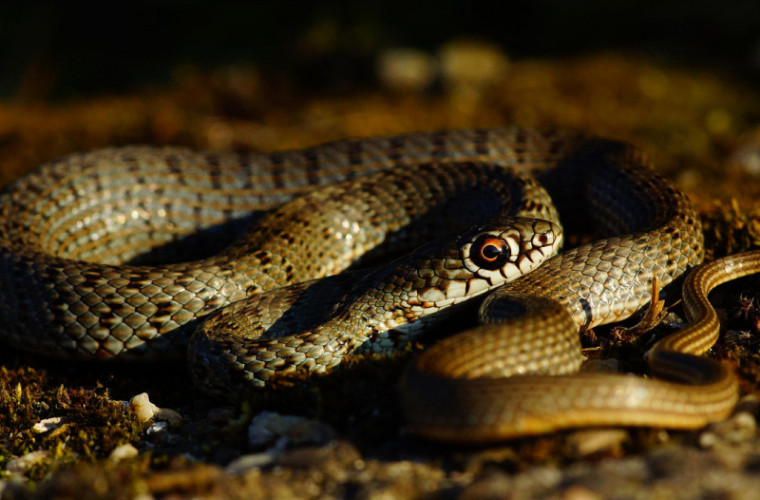 Un cuplu din Cambodgia, prins cu 88 de kilograme de șerpi