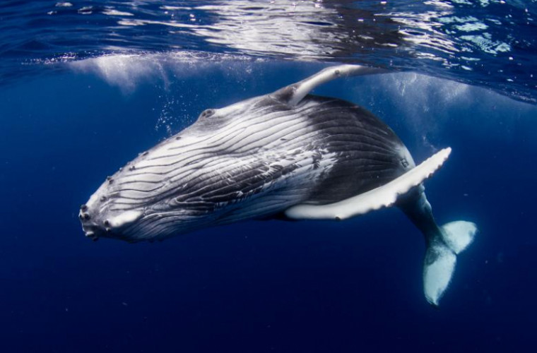 Cîntecul unei balene rare, înregistrat pentru prima dată în istorie