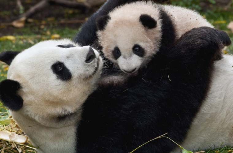 Perechea de urşi panda gemeni cu cea mai mare greutate din lume