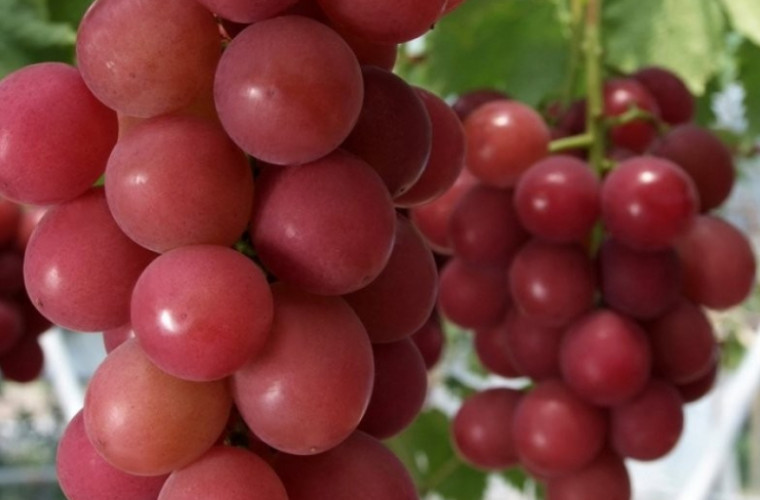 Гроздь винограда продали в Японии за 11 тыс. долларов