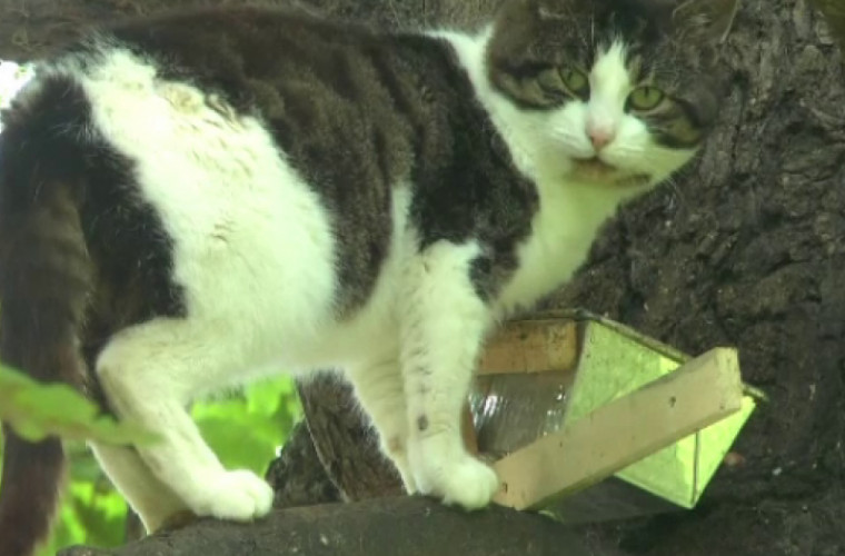 История кота, который шесть лет живет на дереве
