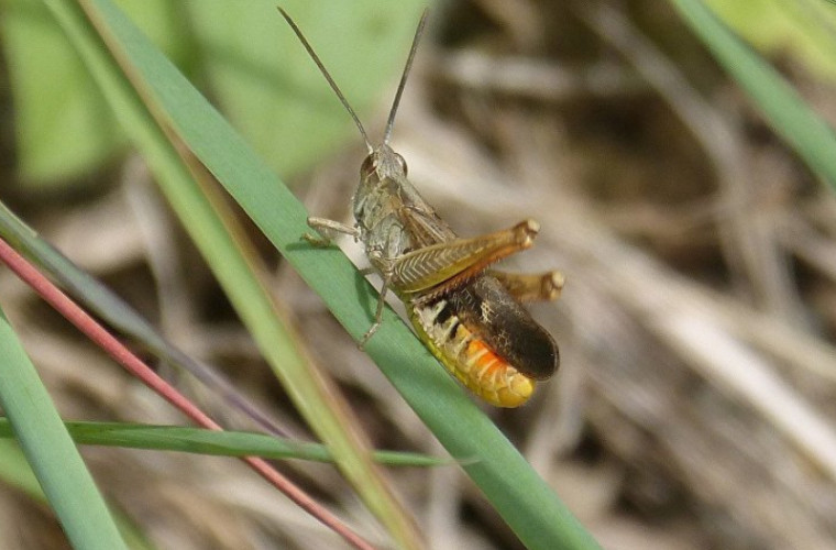 Cît de repede dispar insectele și ce înseamnă pentru omenire