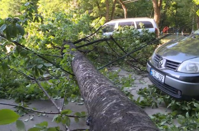  Un copac căzut a avariat două mașini în sectorul Rîşcani (VIDEO)