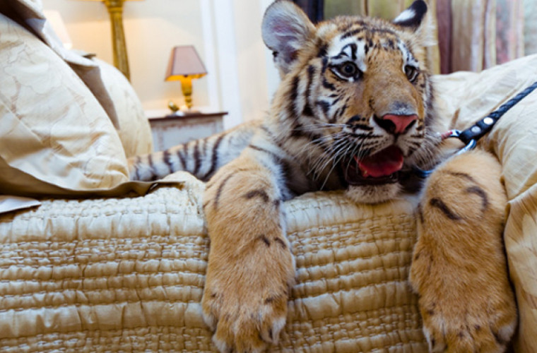 Un tigru a fost descoperit relaxîndu-se în patul unei case