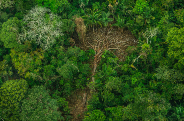 Bachelet cere Braziliei să protejeze Pădurea Amazoniană de minerit