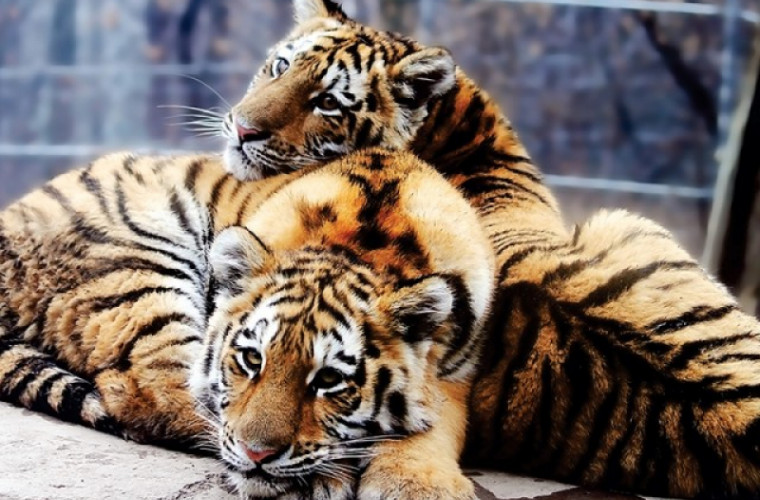 Trei pui de tigru, vedetele unei grădini zoologice