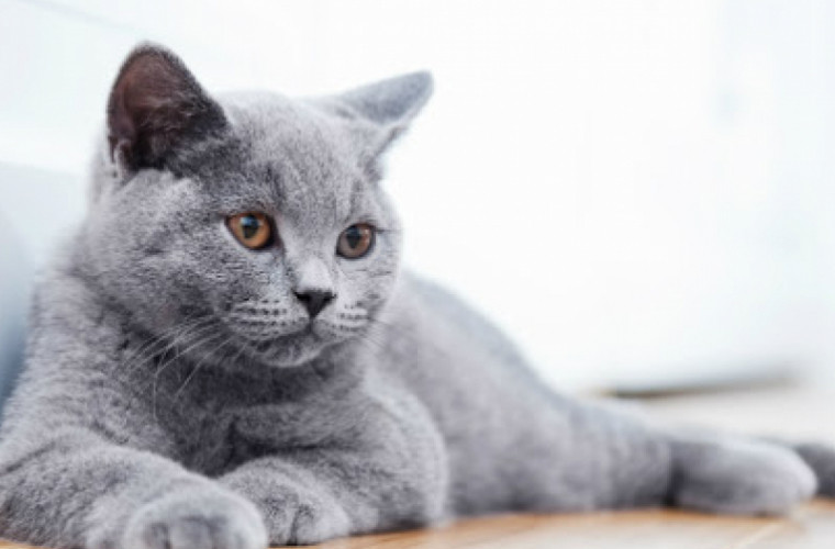 Veste bună pentru cei care sînt alergici la pisici