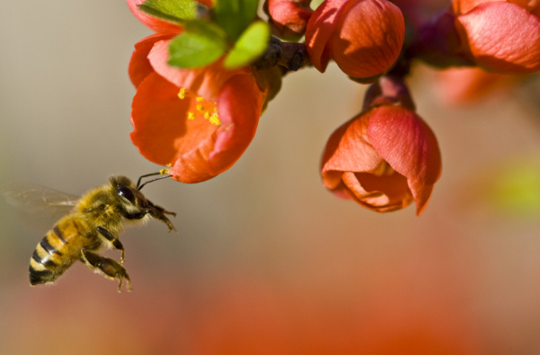 Țara în care peste jumătate de miliard de albine au murit în decurs de trei luni 