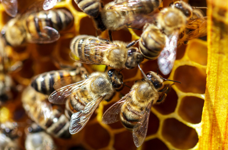 O femeie a trăit aproape un an de zile cu 60.000 de albine: Nu mă deranjau