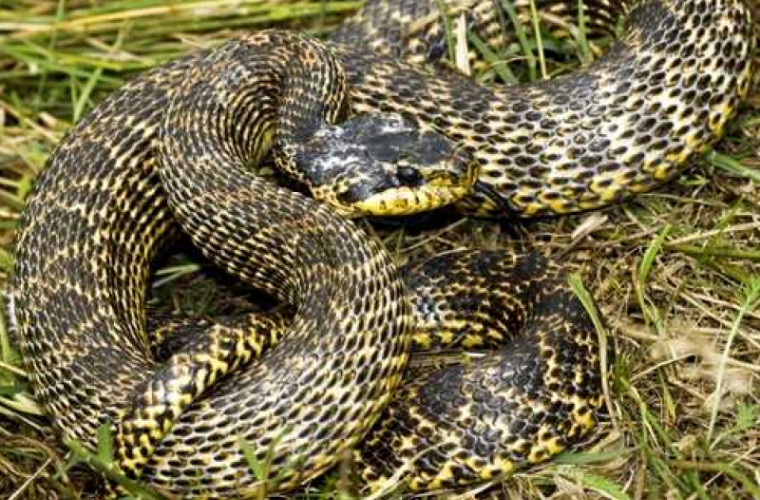 В Нью-Джерси найдена редкая двуглавая змея