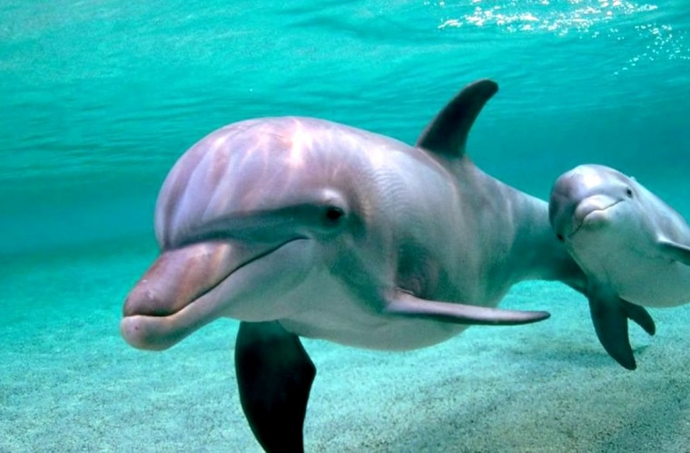 Vezi care sunt cele mai interesante lucruri de știut despre delfini - Deștepțcomplexlaguna.ro