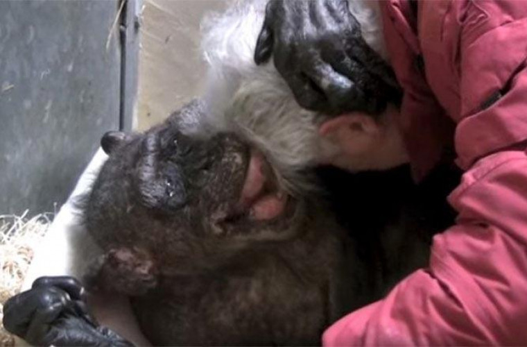 Un cimpanzeu în vîrstă de 59 de ani nu și-a putut ține emoțiile cînd a văzut un vechi prieten! (VIDEO)
