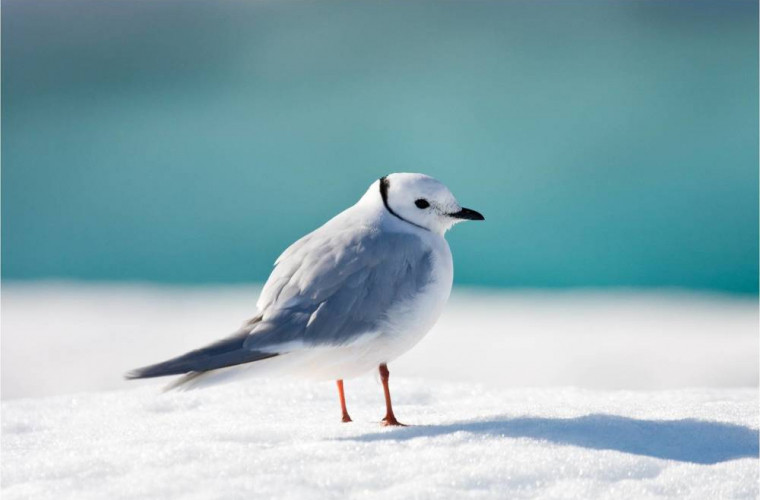 Sezonul de reproducere a unor păsări s-a schimbat din cauza încălzirii globale
