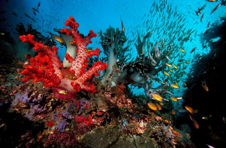 Coralii din Marea Mediterană au început să renască 