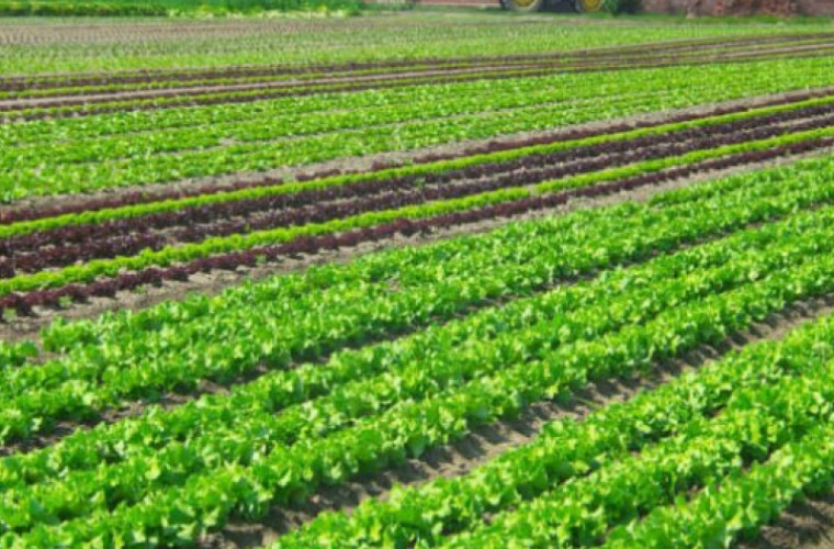 Lanurile unui agricultor din raionul Anenii Noi, verzi în plină toamnă