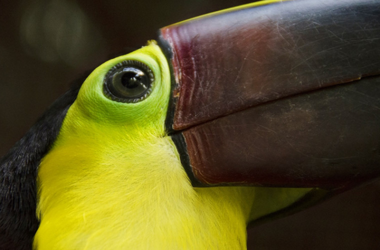 В Коста-Рике туристам запретят делать селфи с животными
