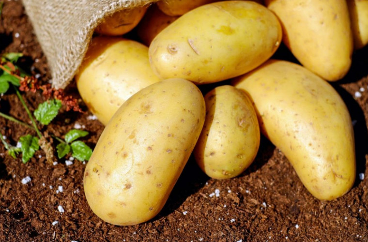 ANSA a prezentat lista producătorilor de cartofi belaruși care pot imorta produse în RM
