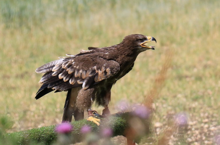 Un vultur „a trimis” SMS-uri la tarif ridicat