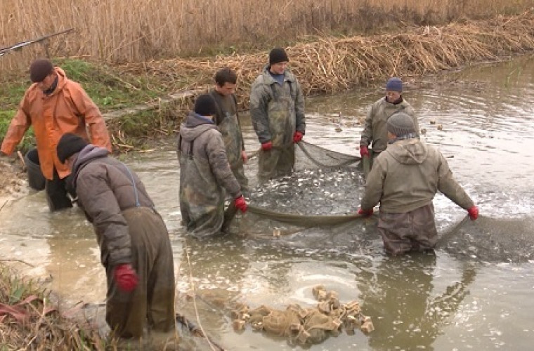 În gospodăriile piscicole din Moldova are loc plasarea puietului în crescătorii (VIDEO)