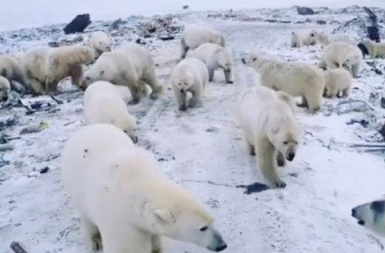 Cotropire de urși polari într-un sat din Rusia