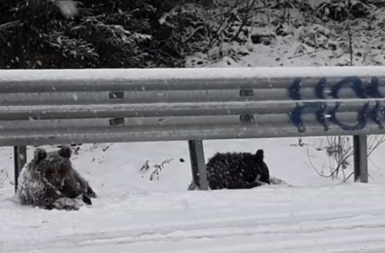 Doi pui de urs, surprinşi în timp ce se joacă în zăpadă, la marginea unui drum (VIDEO)