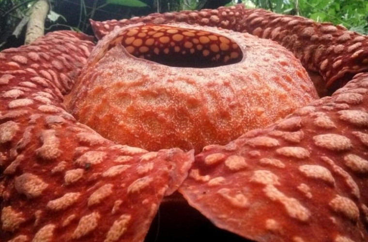 Biologii au găsit cea mai mare floare-parazit din lume