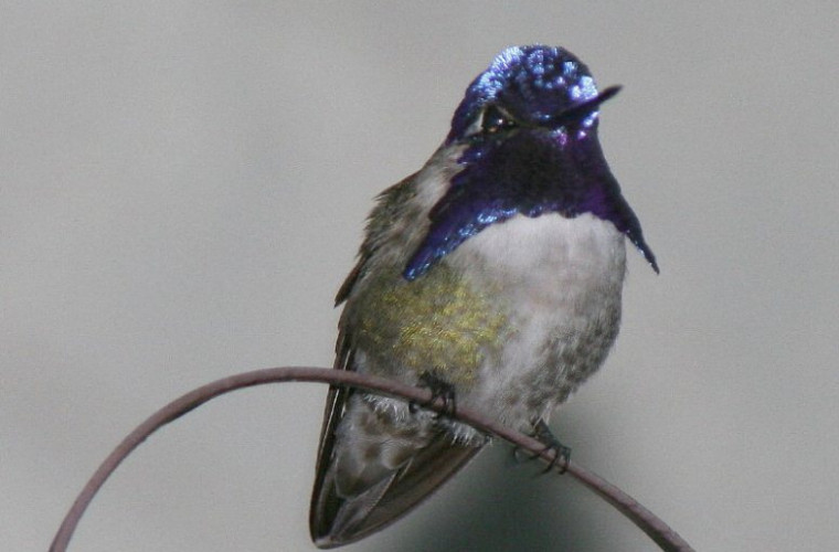 Oamenii de știință au descoperit de ce colibri au pene atît de colorate 