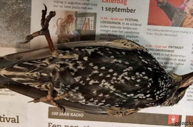 În Olanda a fost testat 5G - sute de păsări au murit imediat! Ce a fost asta? (+Foto)