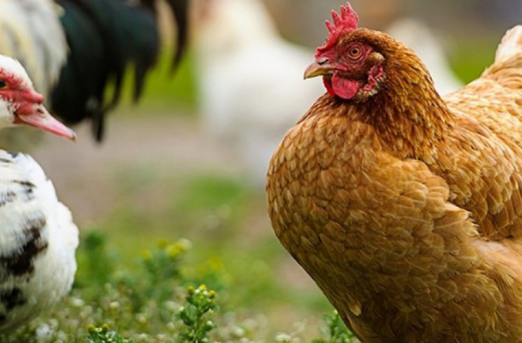 Importul cărnii de pasăre din Vinniţa, interzisă în Republica Moldova