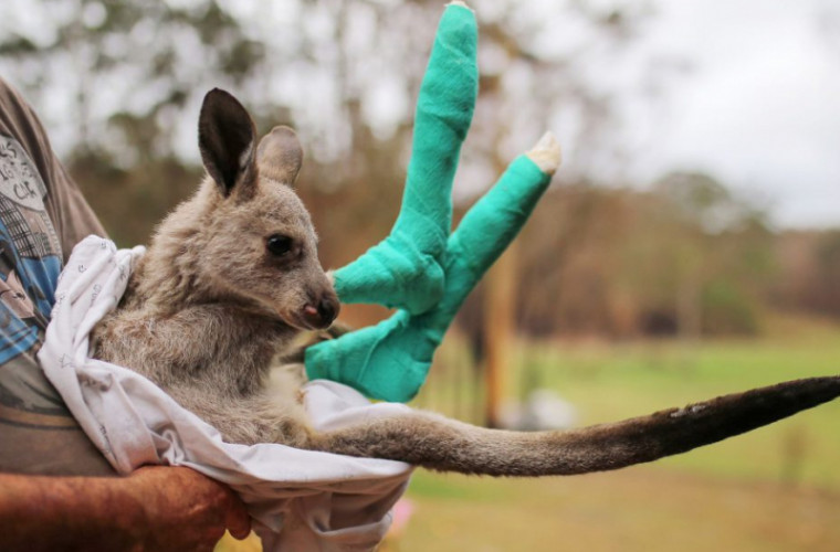 Mai multe specii de animale din Australia, în pericol după incendiile devastatoare