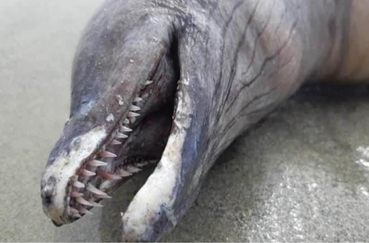 În Mexic a fost găsită o creatură neidentificată cu dinți