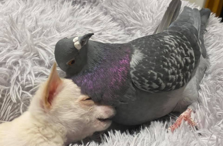 Prietenie strînsă între un porumbel și un pui de chihuahua (FOTO)