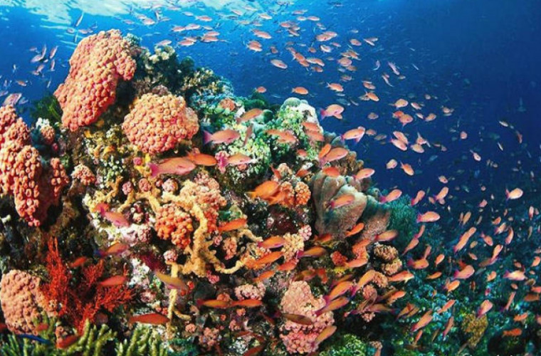 Recifele de corali vor dispărea în următorii 80 de ani