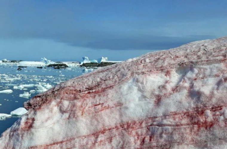 Zăpada din Antarctica este roșie. Cum explică cercetătorii fenomenul? (FOTO)