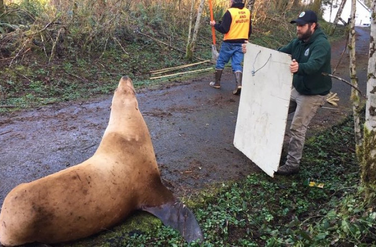 В Вашингтоне обнаружили морского льва, заблудившегося в лесу 