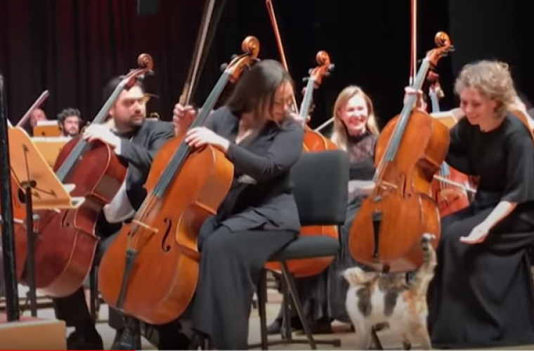 O pisica fără adăpost, pe punctul de a întrerupe un concert în Istanbul