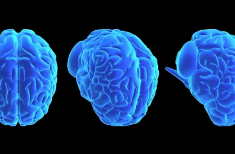 Oamenii de știință au descoperit cum crește sistemul neuronal al creierului