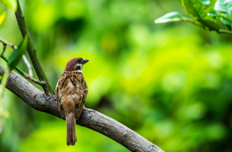 Oamenii de știință au descoperit cum păsările pot supraviețui în orașele mari