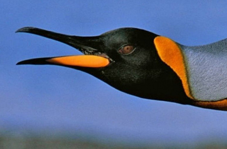 Biologii au "auzit" discuțiile subacvatice ale pinguinilor